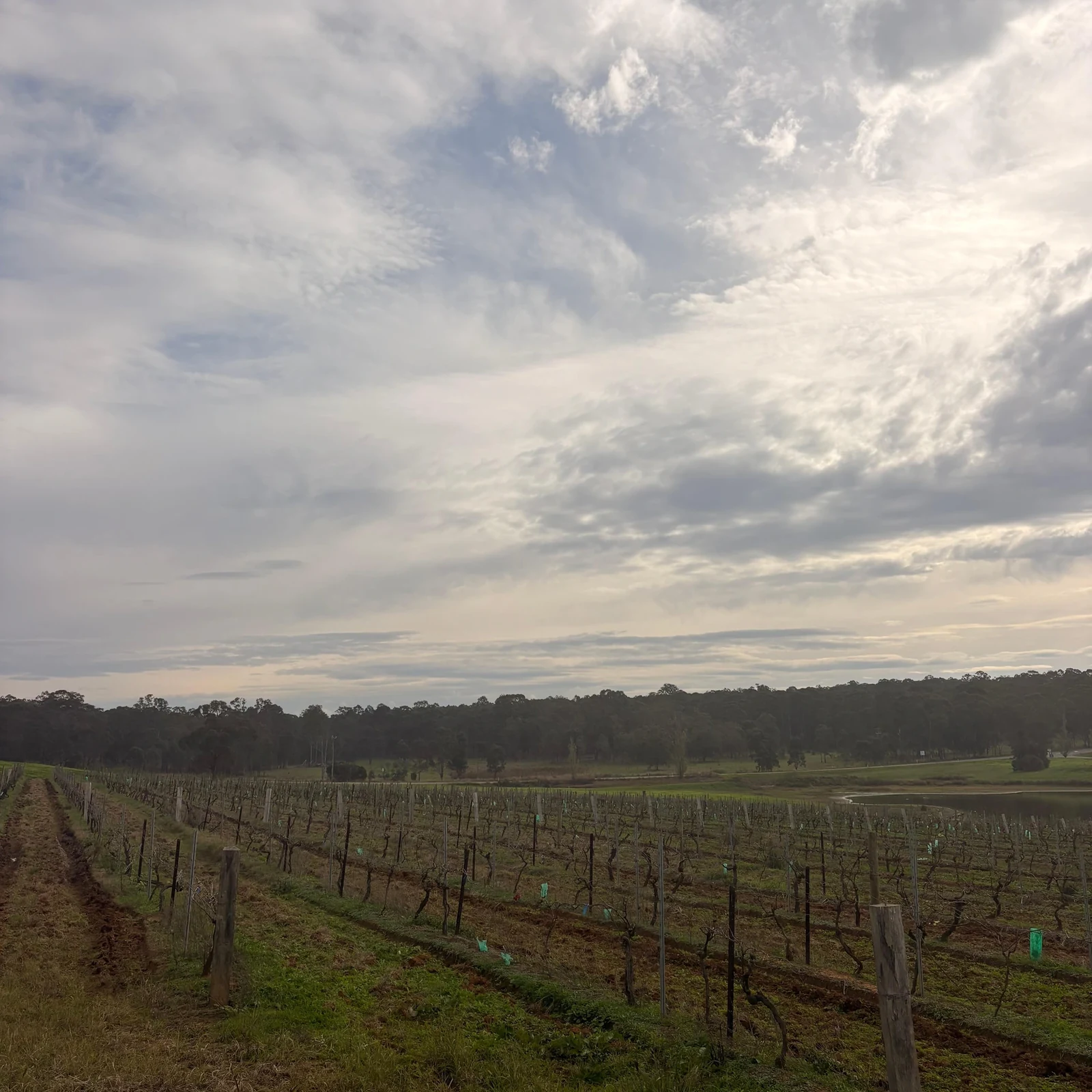 Excursion de Sydney à Hunter Valley avec dégustation de vin et pique-nique