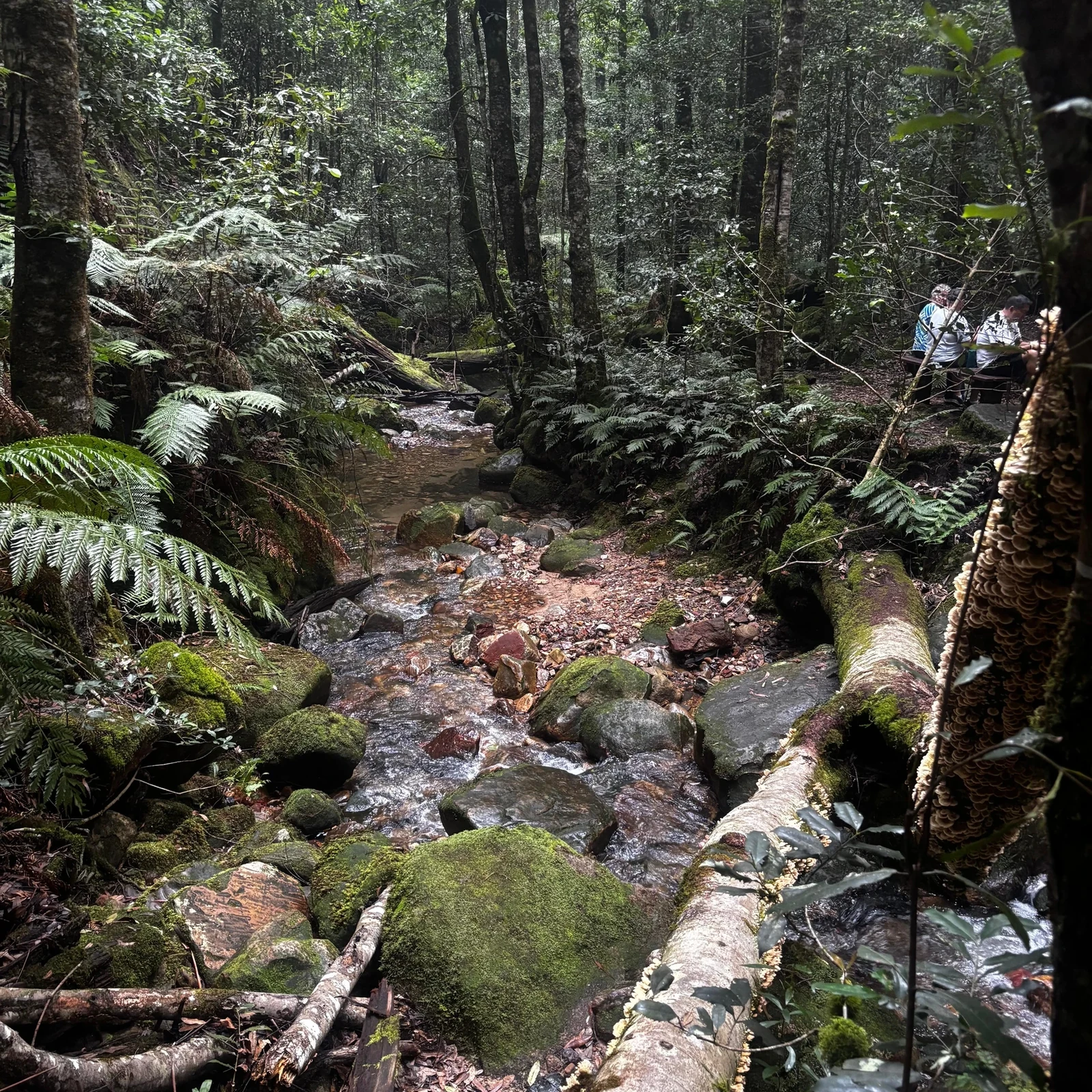 Blue Mountains from Sydney: Wilderness, Kangaroos and Sunset