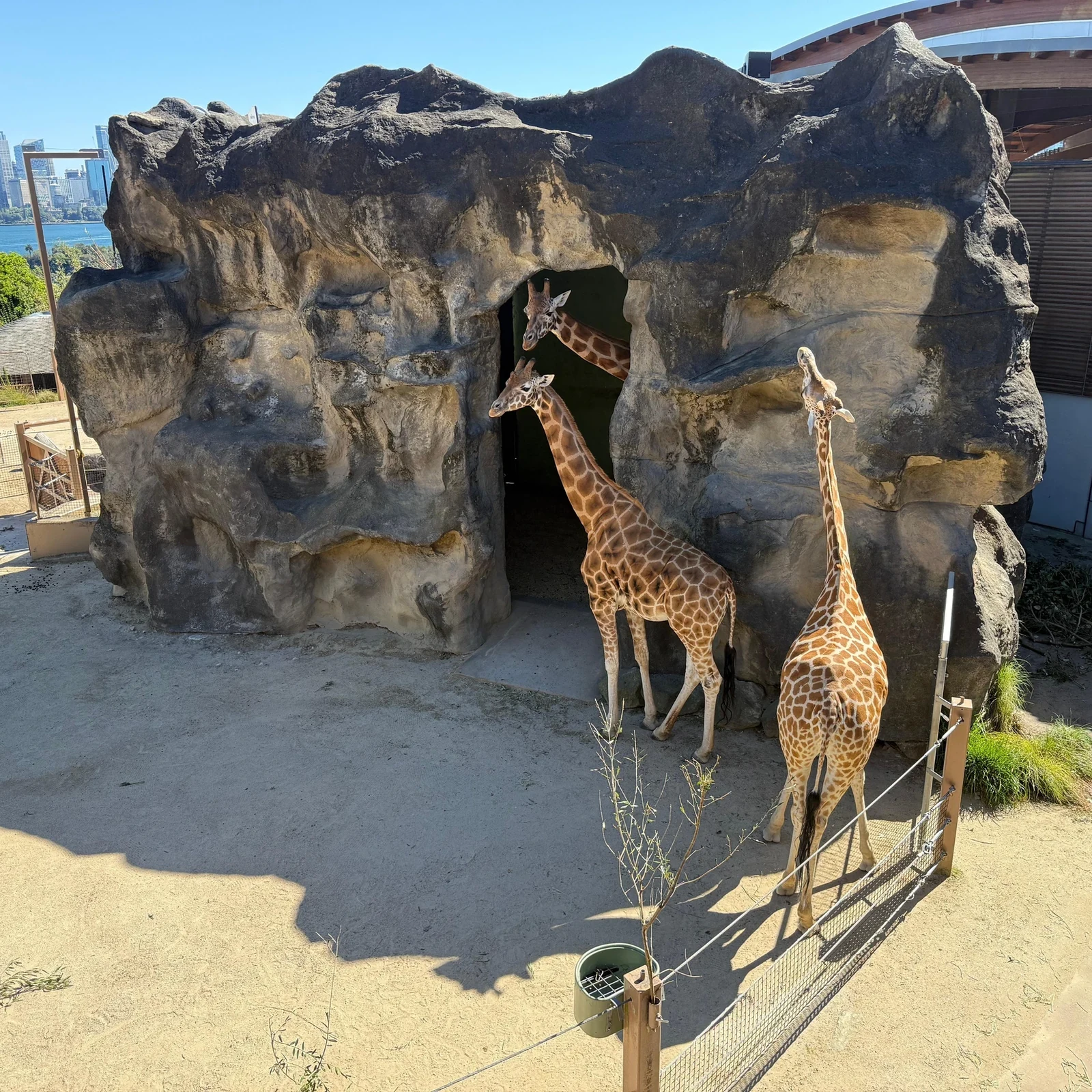 Taronga Zoo with Return Ferry in Sydney