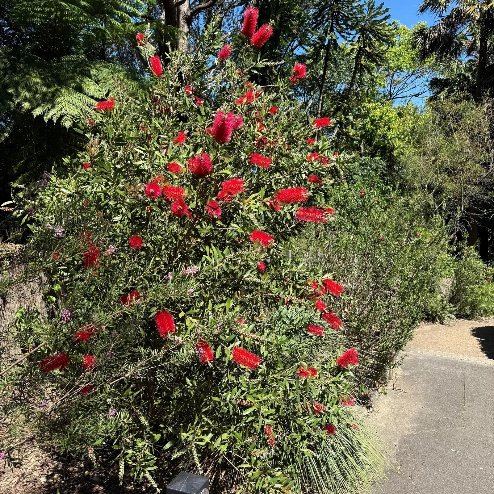 Taronga Zoo with Return Ferry in Sydney