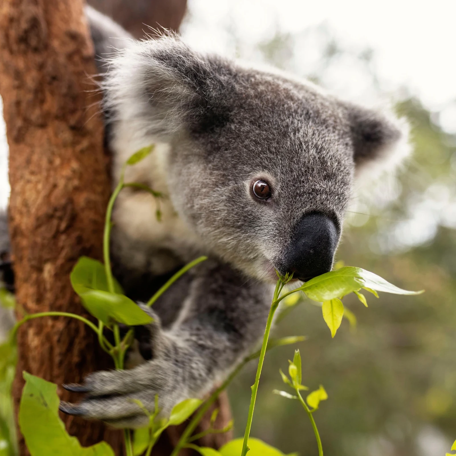 Wild Australia Experience au Taronga Zoo Sydney