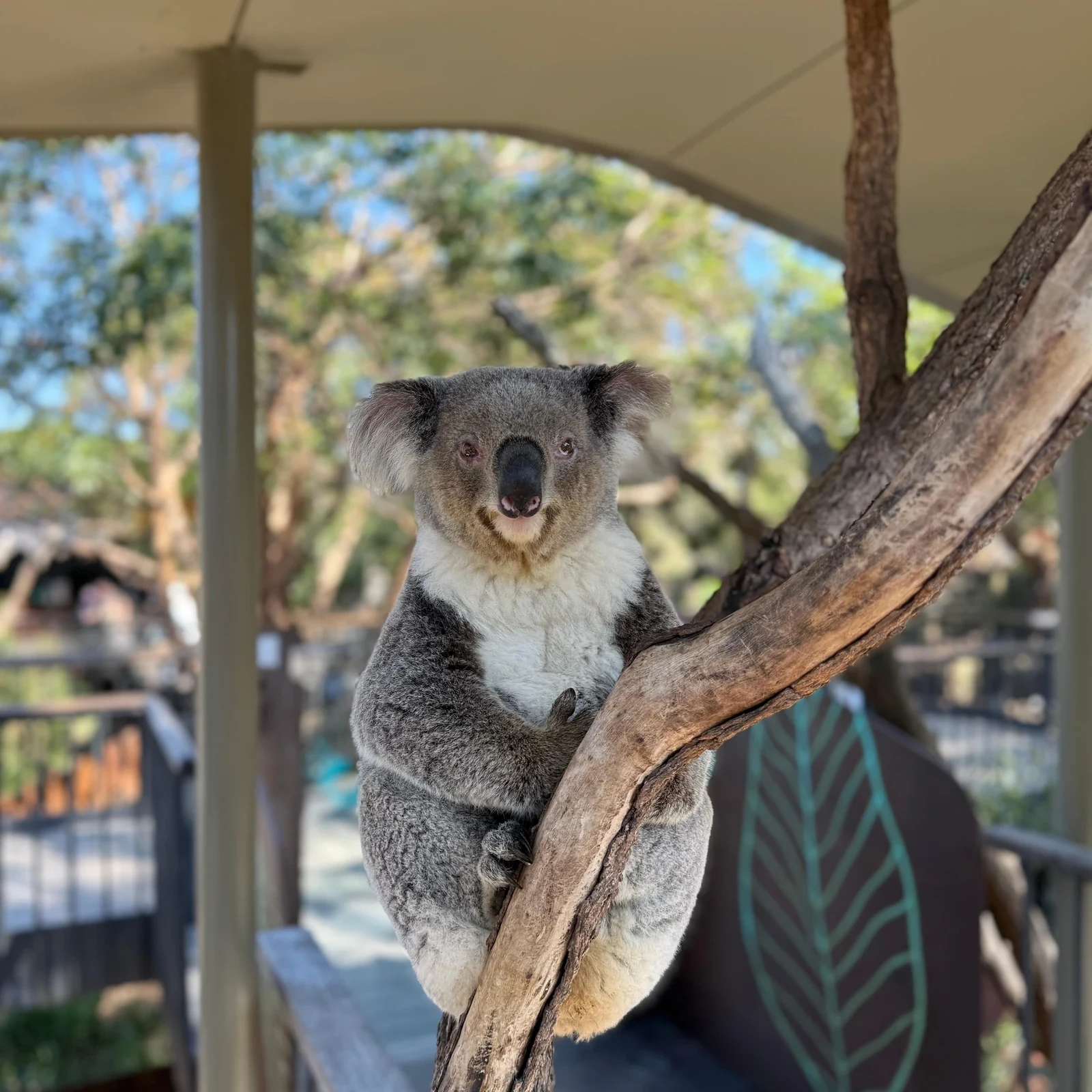 Wild Australia Experience au Taronga Zoo Sydney