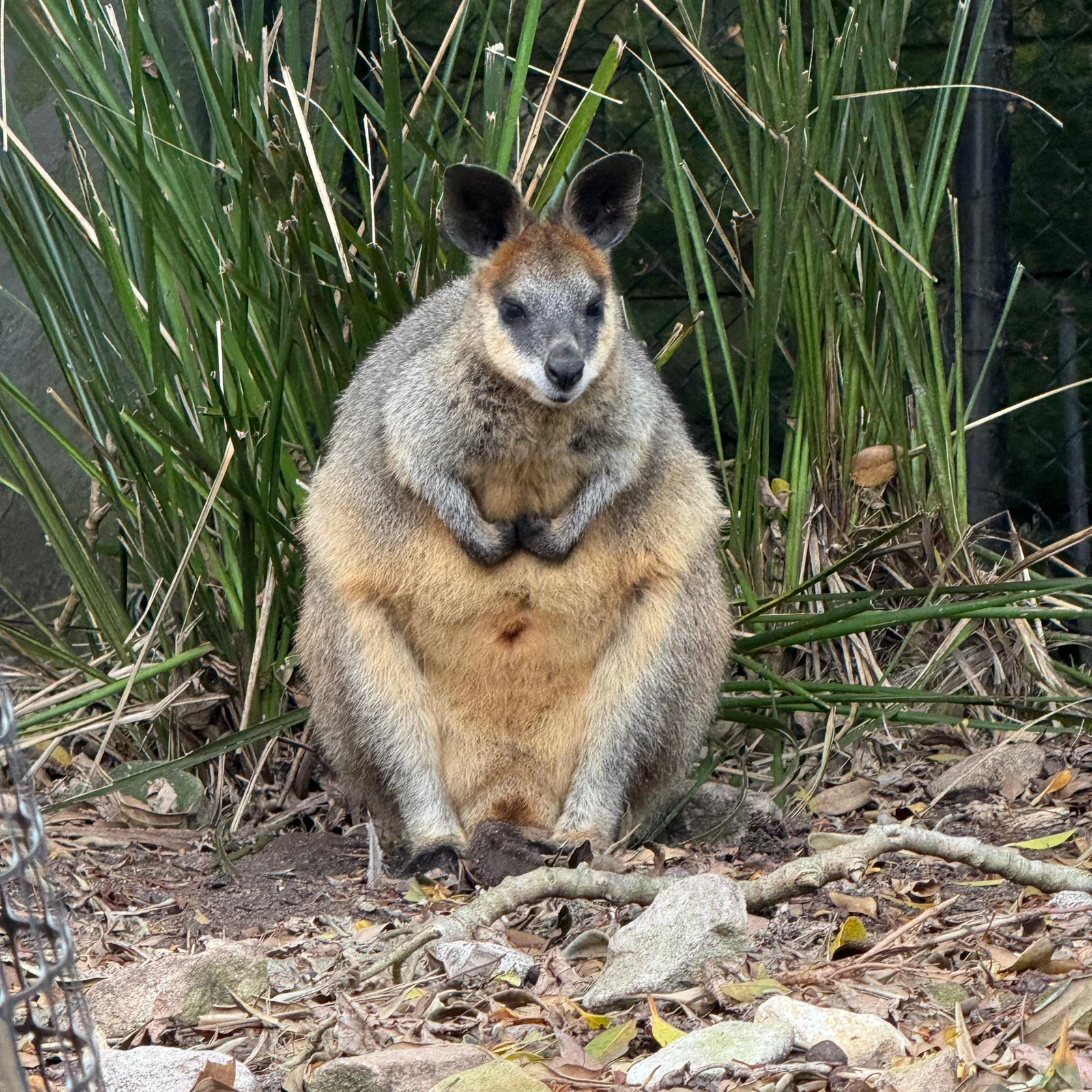Wild Australia Experience au Taronga Zoo Sydney