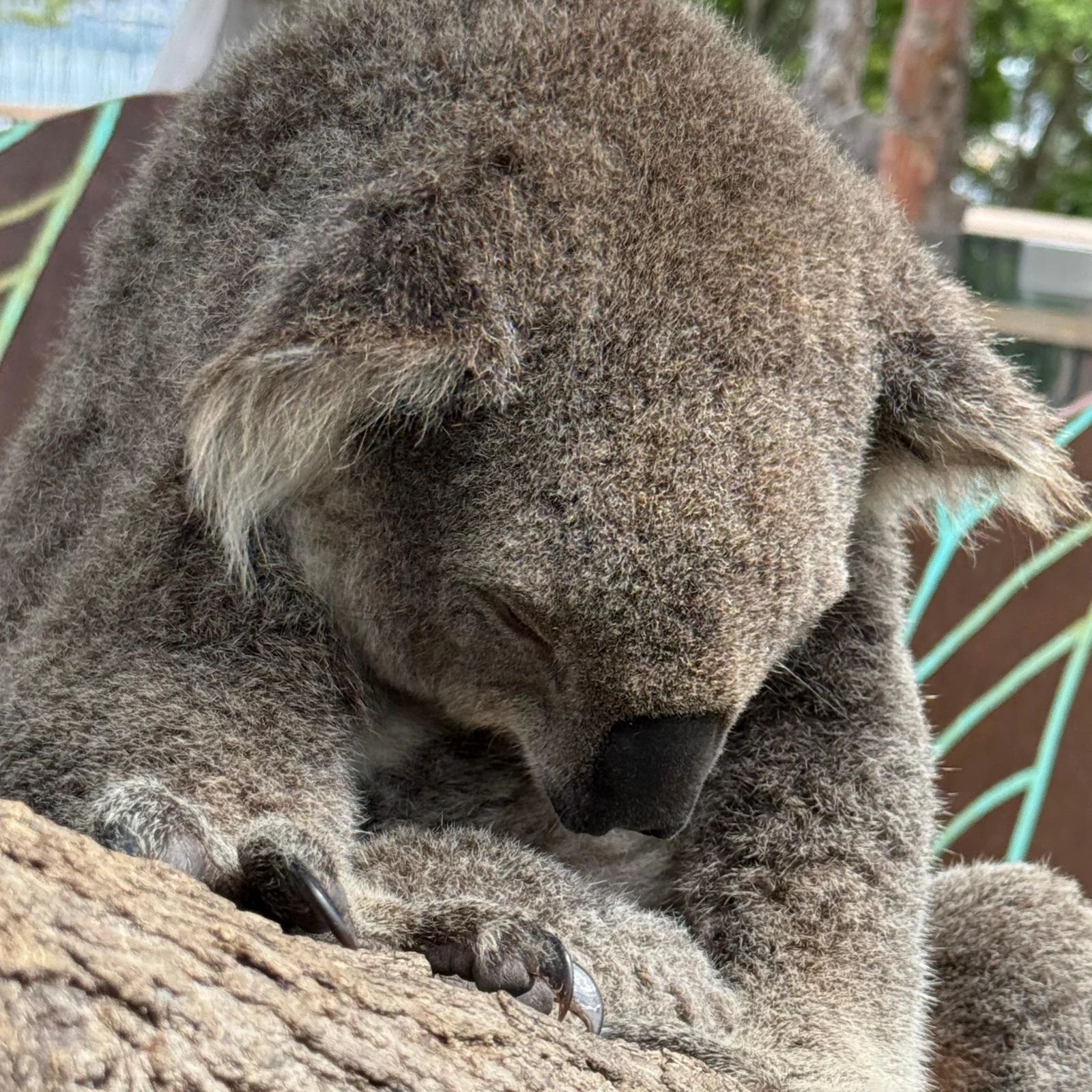 Wild Australia Experience au Taronga Zoo Sydney