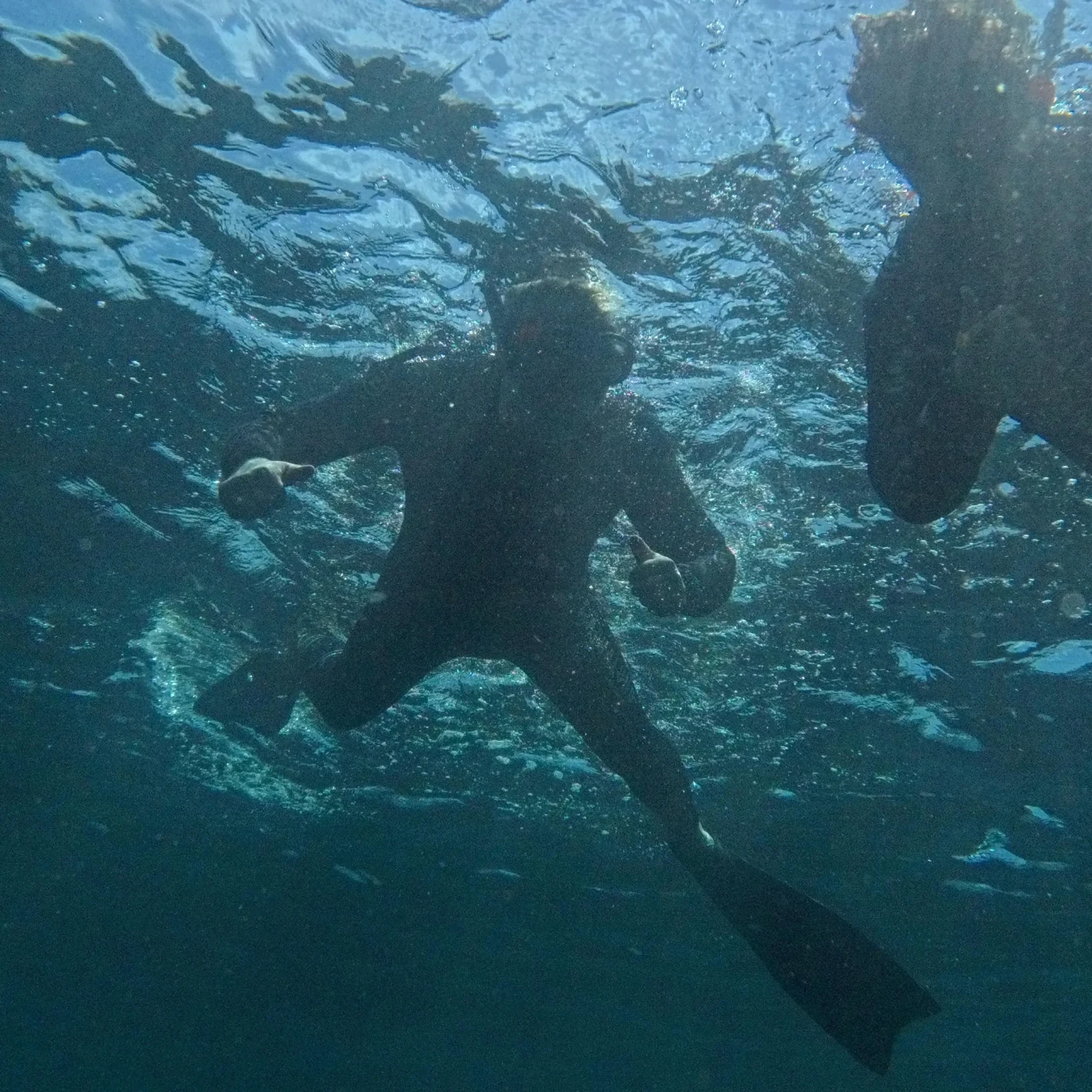 Geführtes Schnorcheln in Clovelly und der Bronte-Coogee Reserve