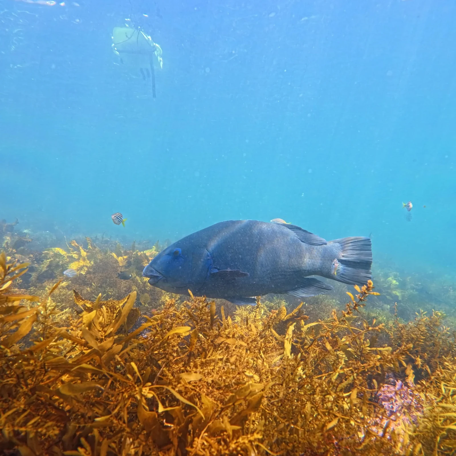 Geführtes Schnorcheln in Clovelly und der Bronte-Coogee Reserve