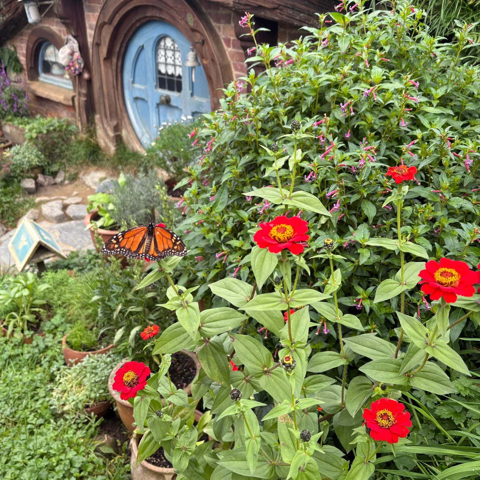 Hobbiton desde Auckland: tour guiado, traslados y almuerzo