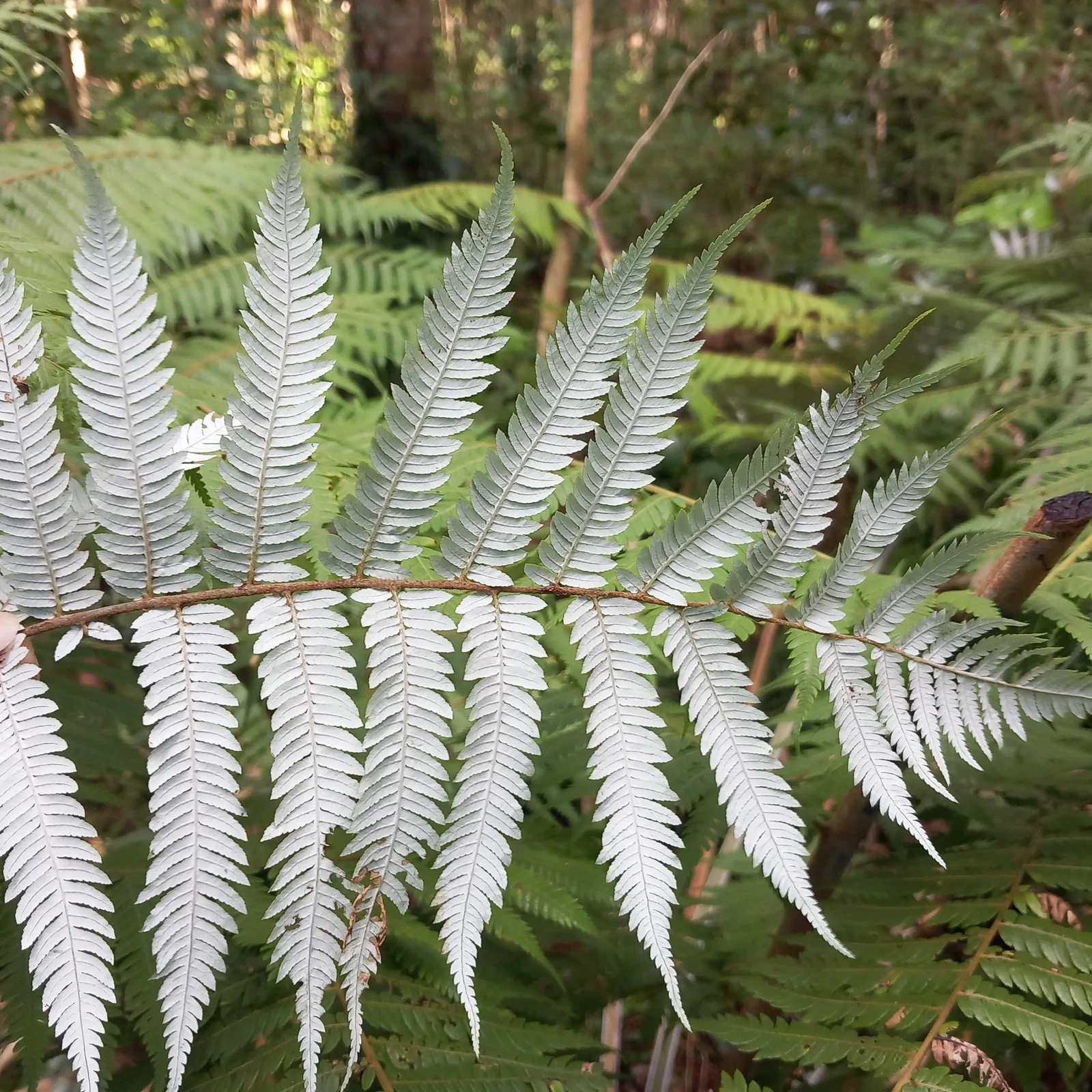 Tour por el bosque húmedo de Auckland: costa volcánica y bosque nativo