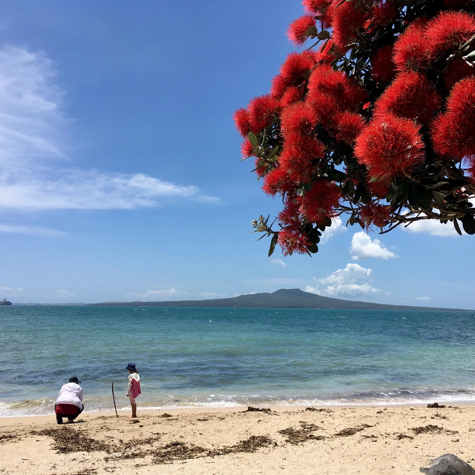 Auckland Urban Rainforest Tour: Vulkanküste und einheimischer Regenwald