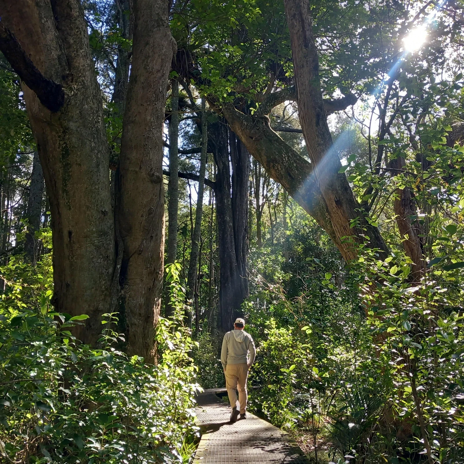 Auckland Urban Rainforest Tour: volcanic coast and native forest
