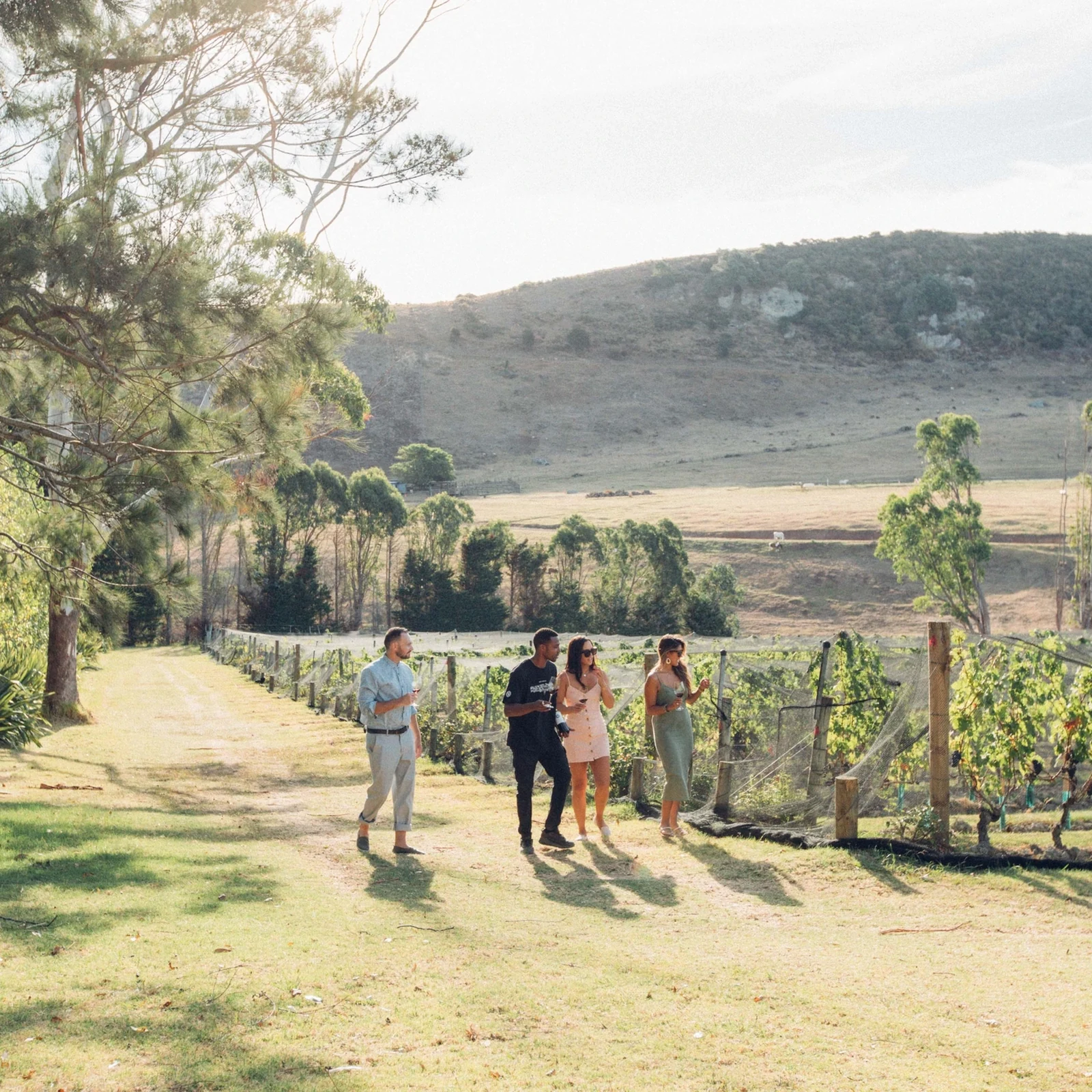 Weintour auf Waiheke Island: bis zu 4 Weingüter und Verkostungen