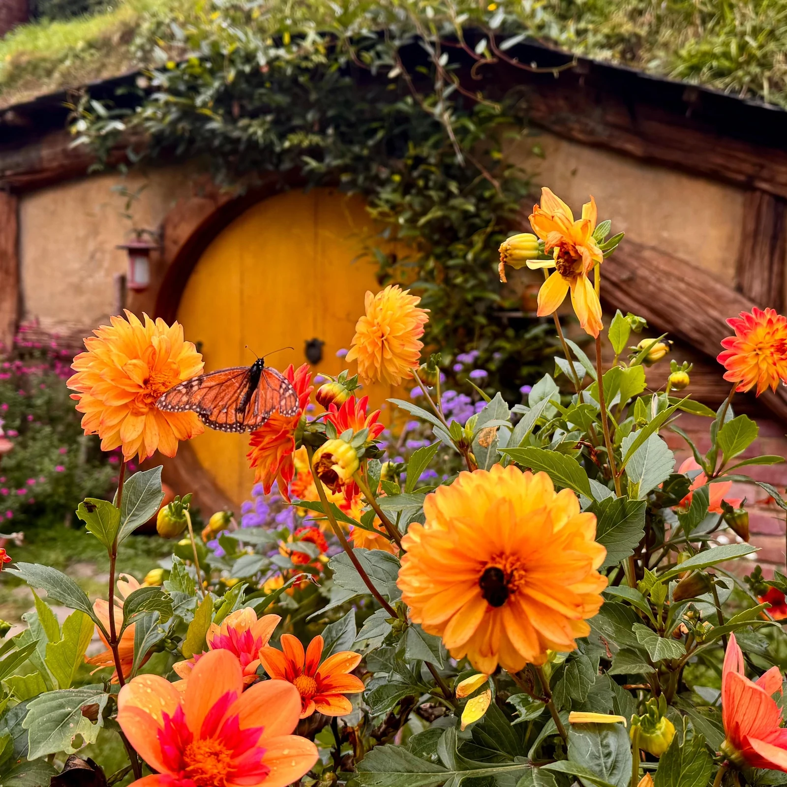 Waitomo y Hobbiton desde Auckland en un solo día