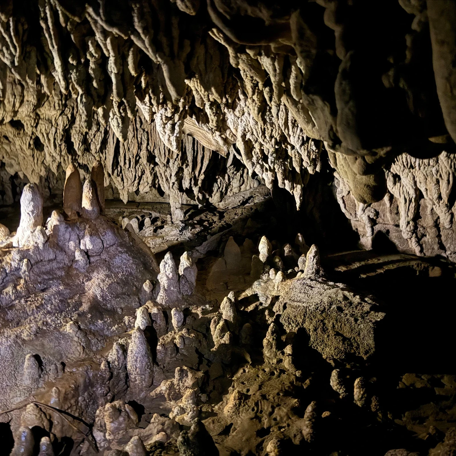 Découvrez les glowworms de Waitomo depuis Auckland