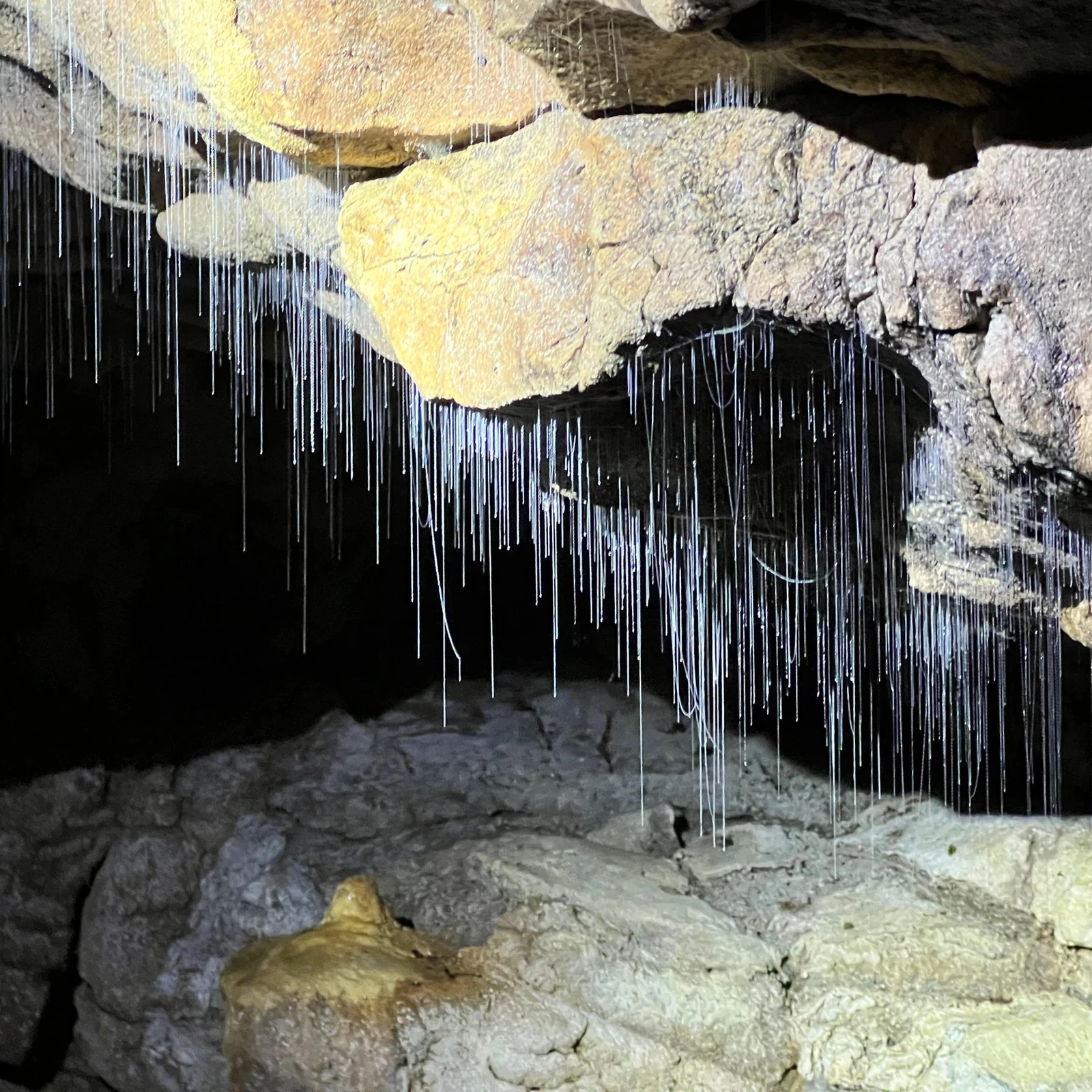Descubre los glowworms de Waitomo desde Auckland