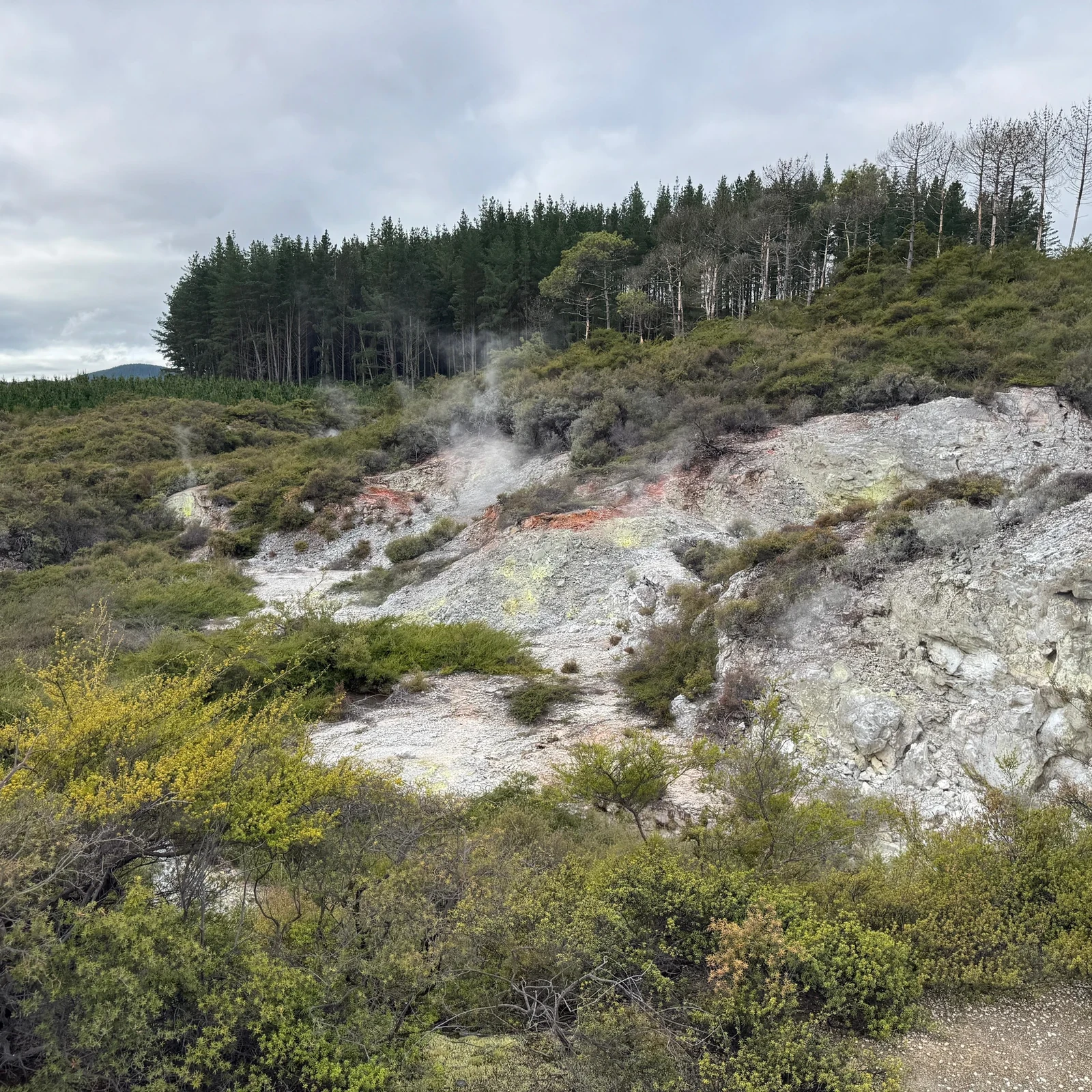 Rotorua, Wai-O-Tapu y Te Puia con haka desde Auckland