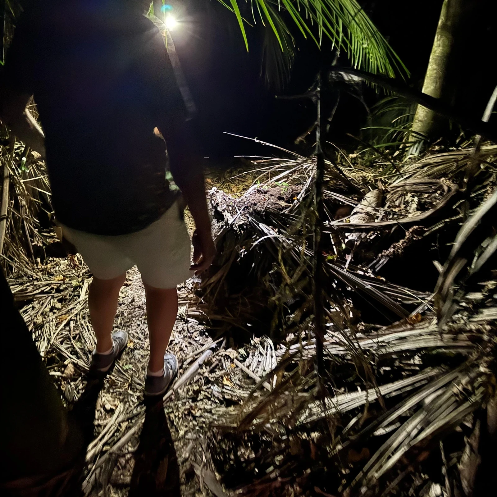 Auckland Glowworm Tour: Pukekawa at Night — Is It Worth It?