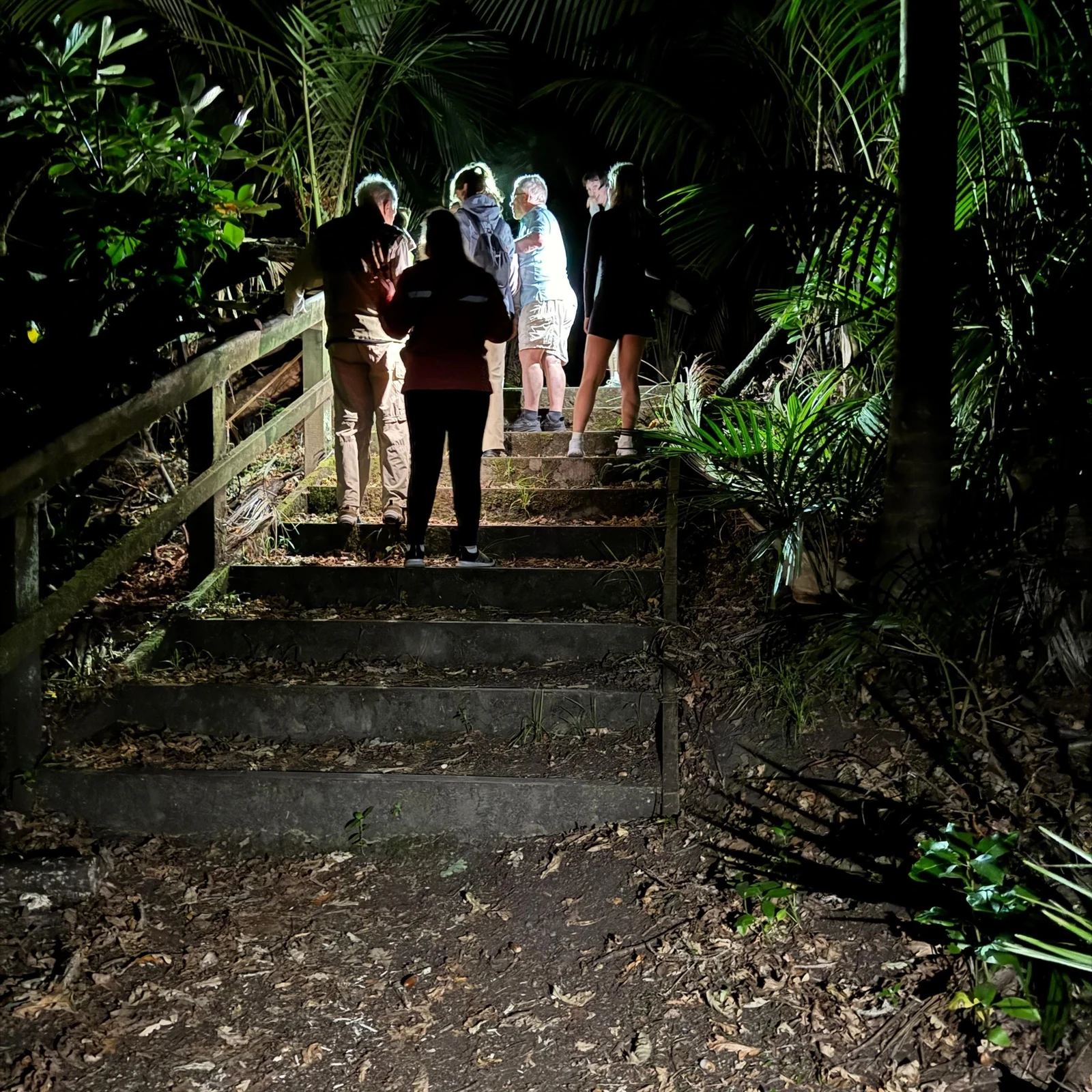 Glowworm-Tour Auckland: Nachterlebnis auf Pukekawa