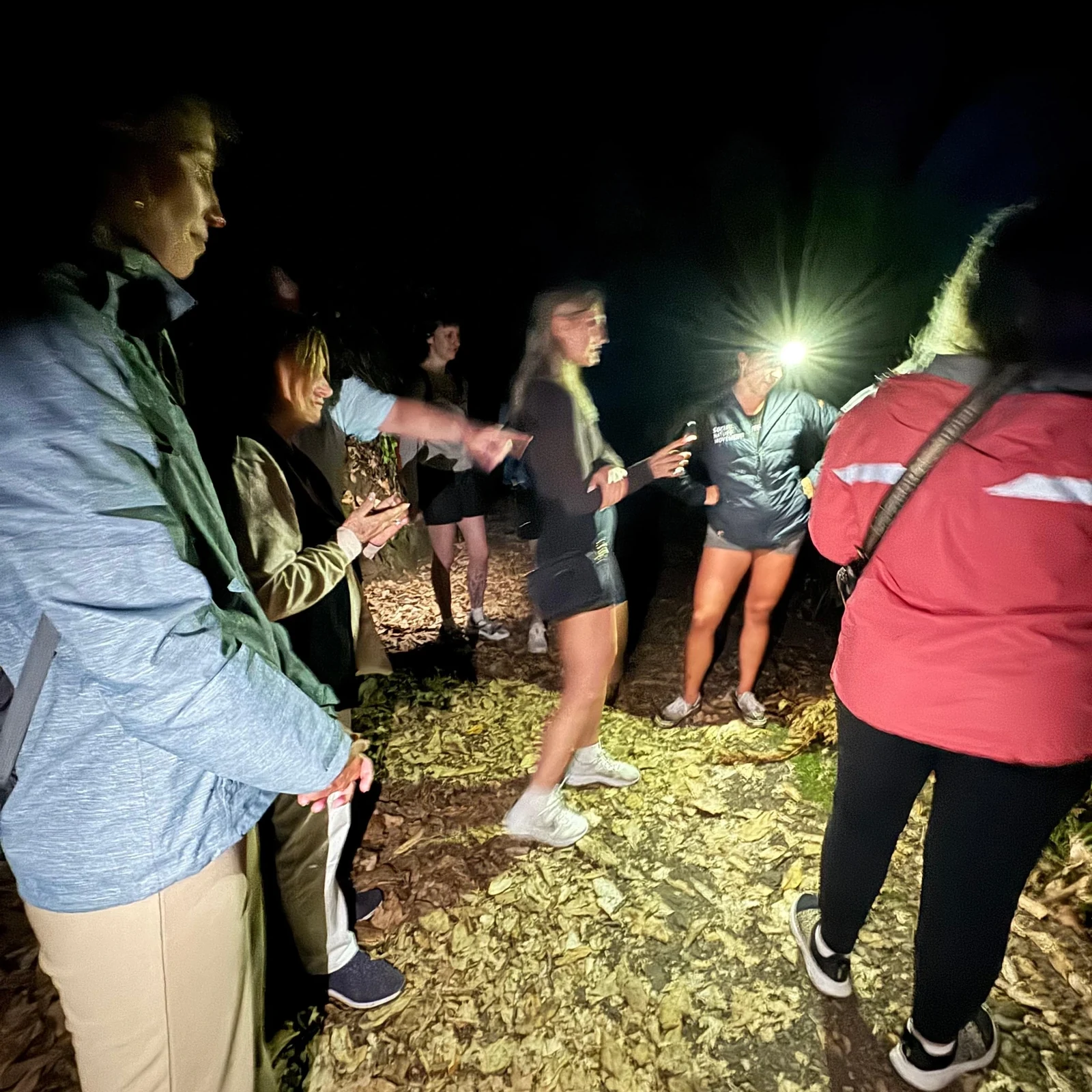 Glowworm-Tour Auckland: Nachterlebnis auf Pukekawa