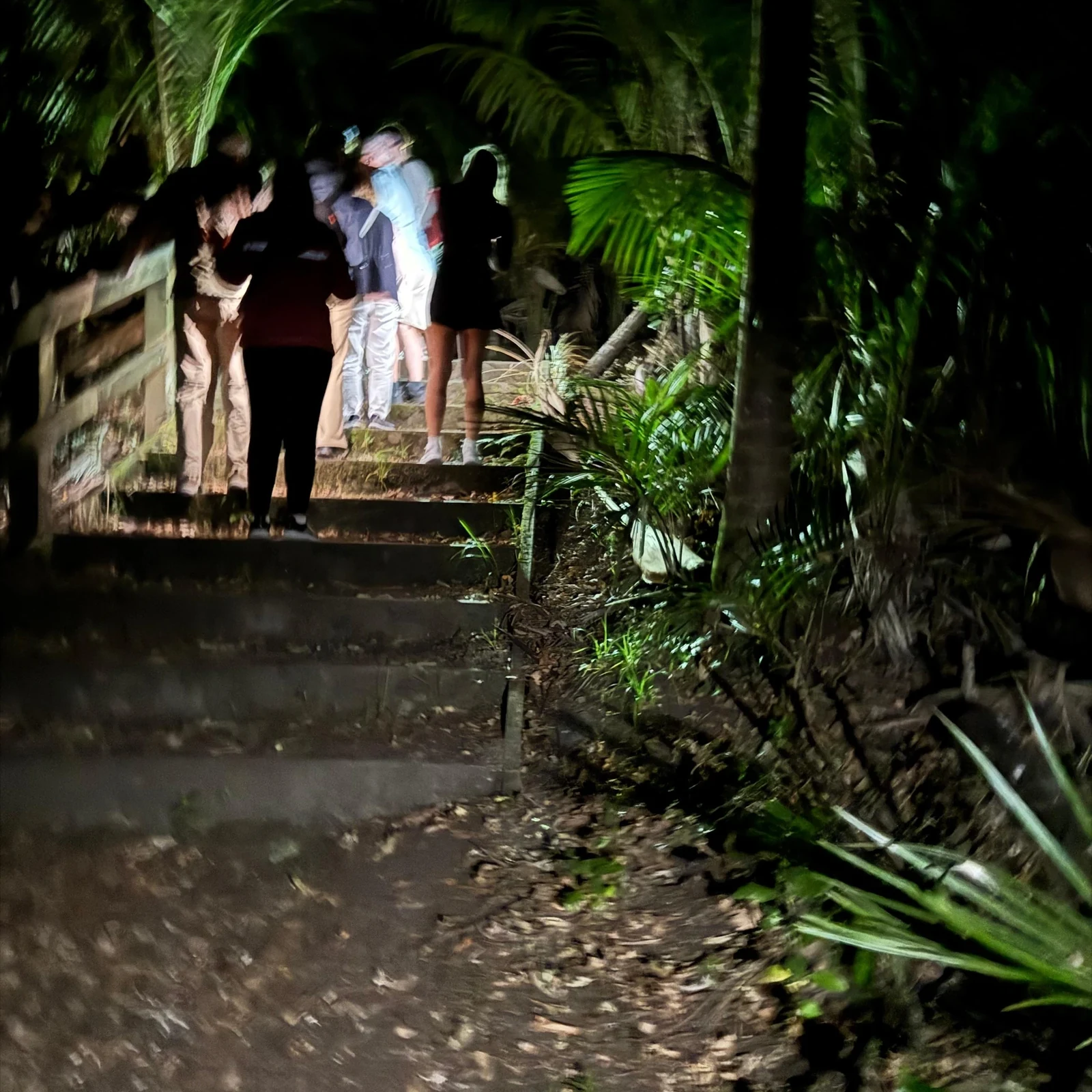 Glowworm-Tour Auckland: Nachterlebnis auf Pukekawa
