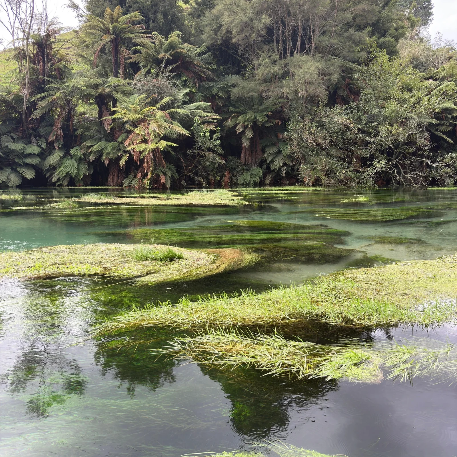 Wai-O-Tapu, Redwood Forest y Blue Springs desde Auckland en un día
