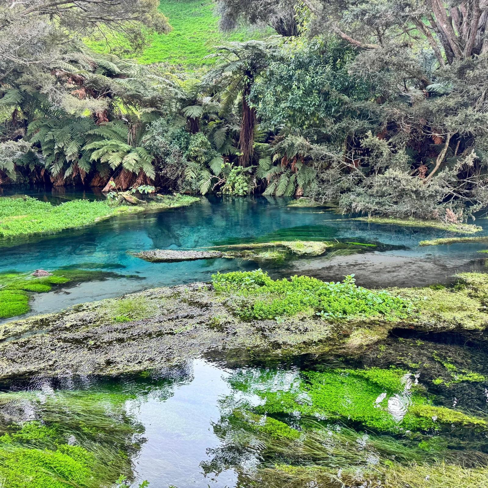 Wai-O-Tapu, Redwood Forest y Blue Springs desde Auckland en un día
