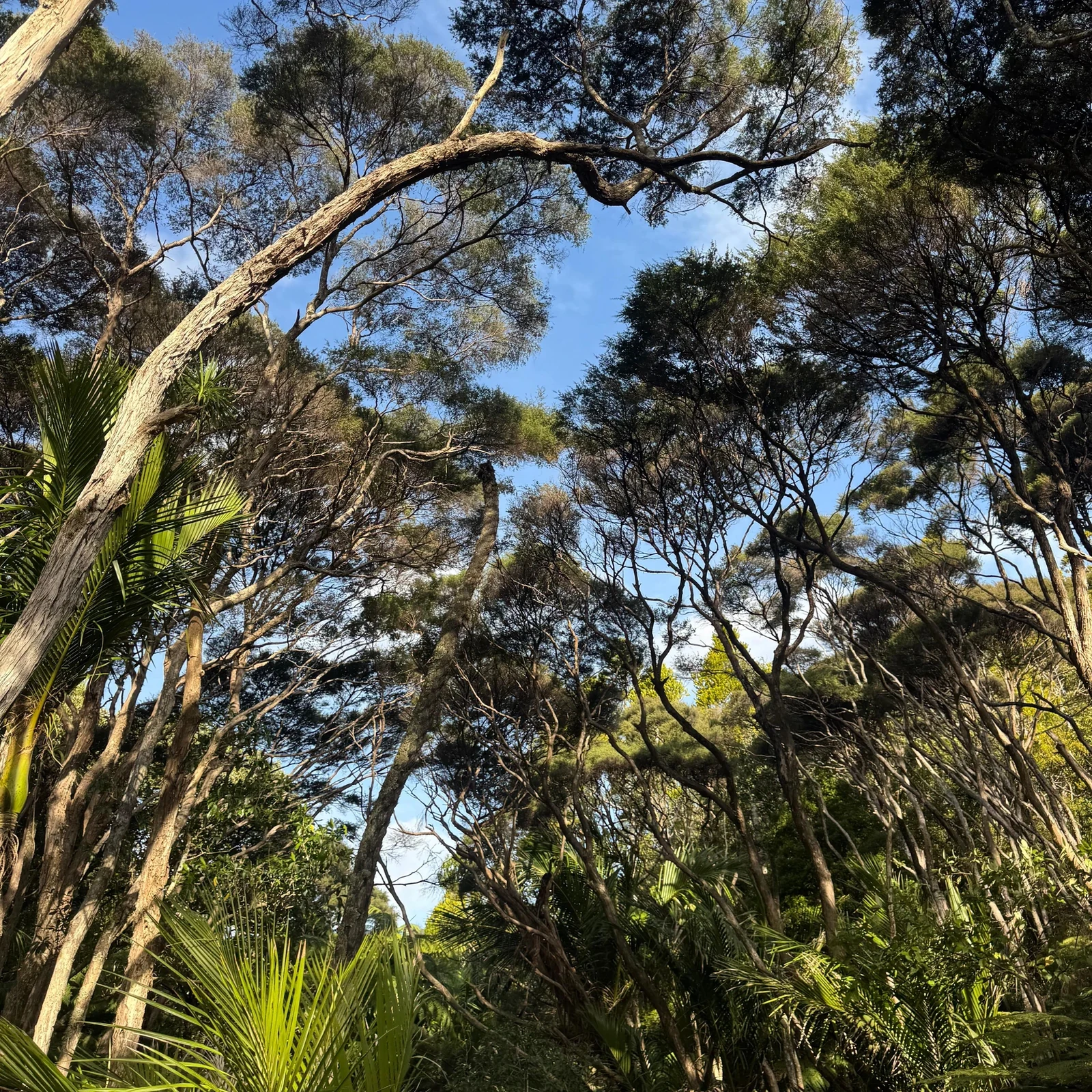 Excursión a Piha Beach desde Auckland: Waitakere Ranges y bosque nativo