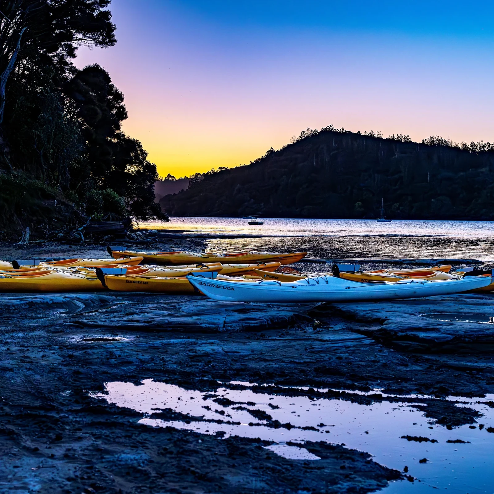 Kayak nocturne dans les eaux bioluminescentes d’Auckland