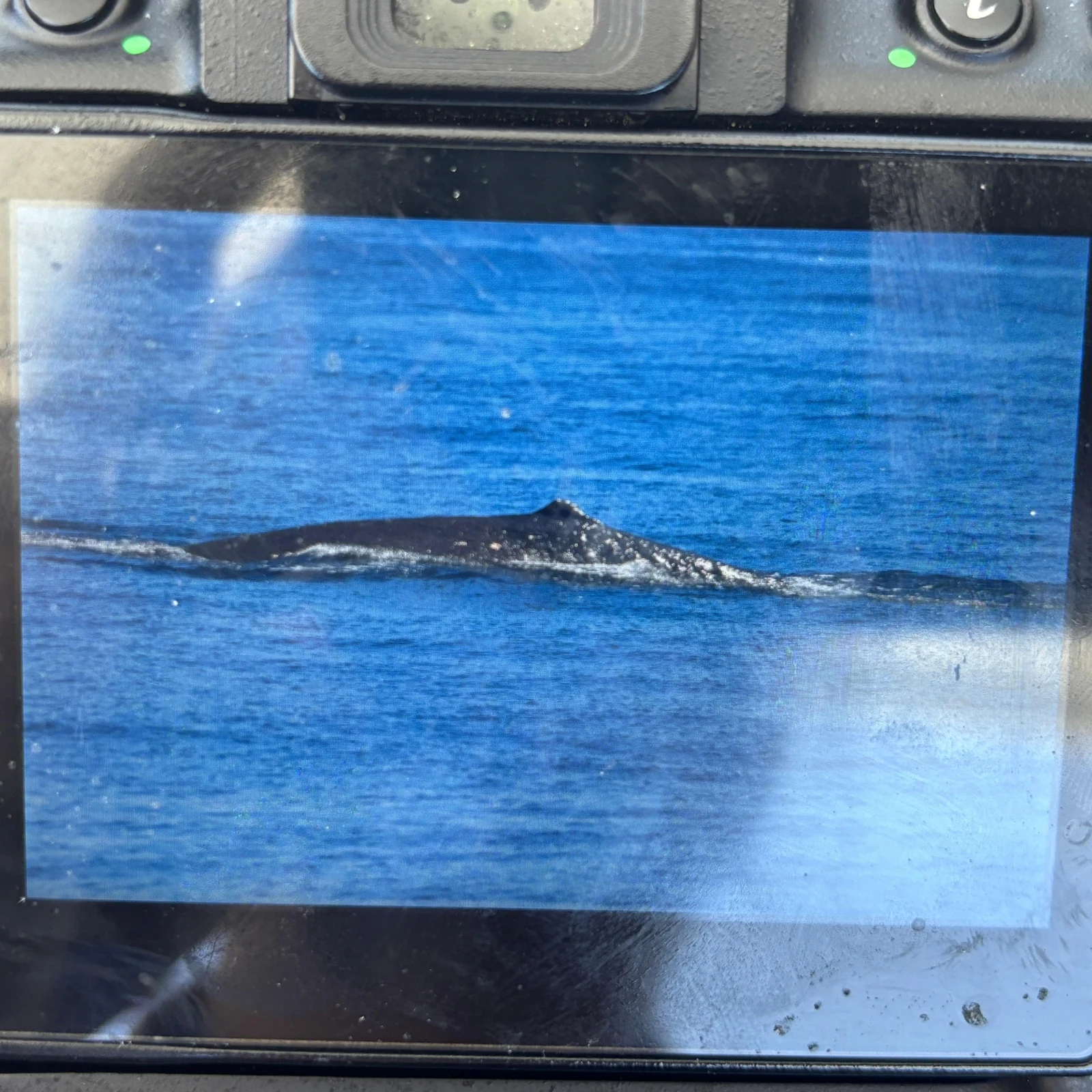 Auckland Whale and Dolphin Eco Cruise in the Hauraki Gulf