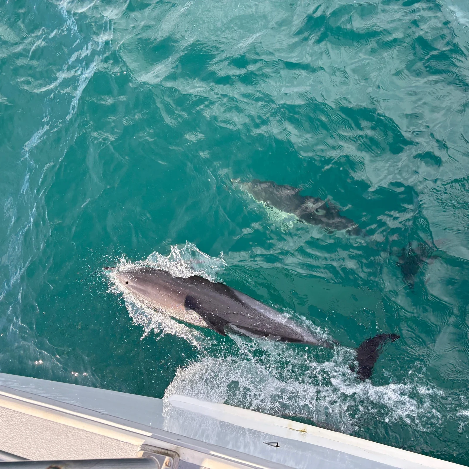 Baleines, dauphins et nature dans le golfe de Hauraki