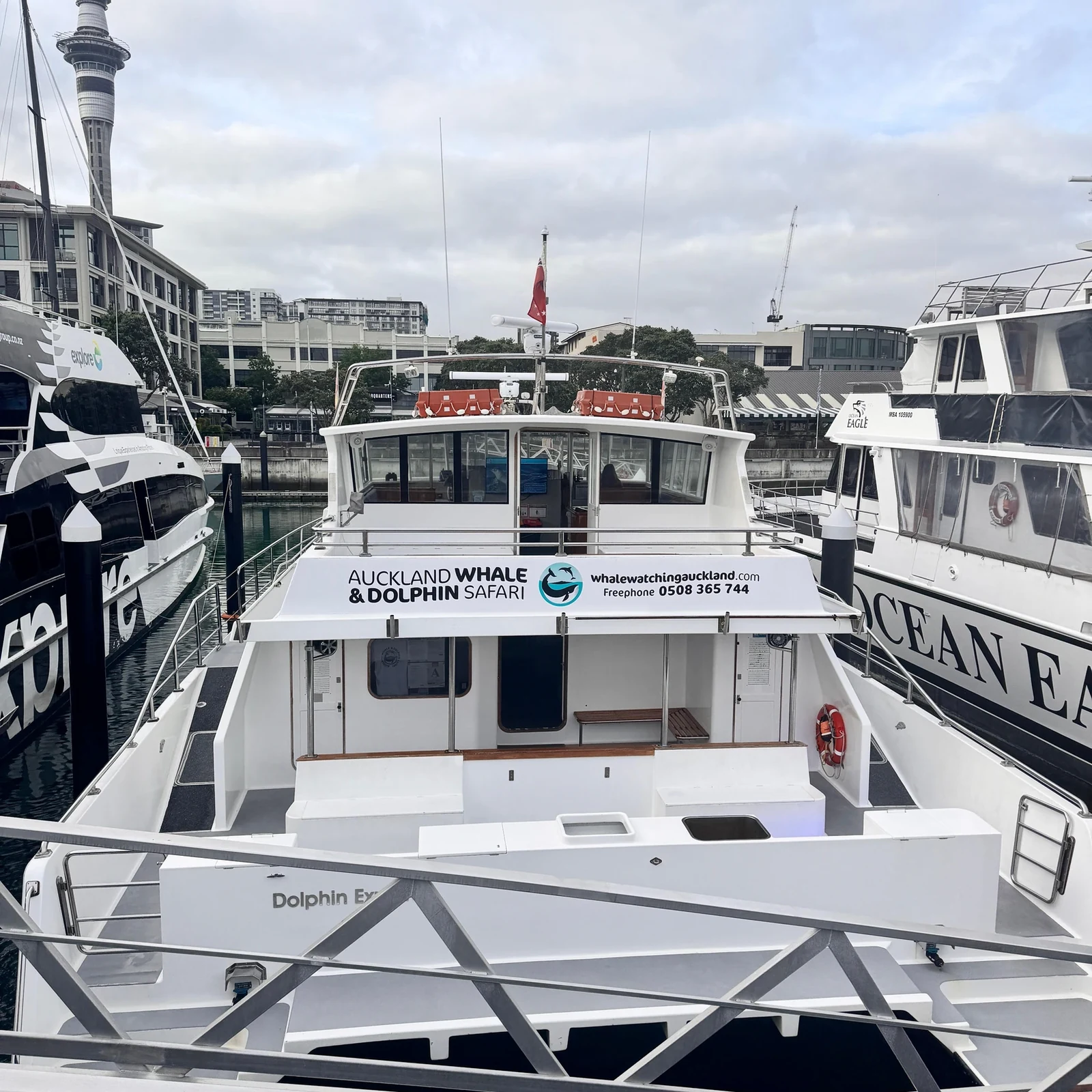 Baleines, dauphins et nature dans le golfe de Hauraki