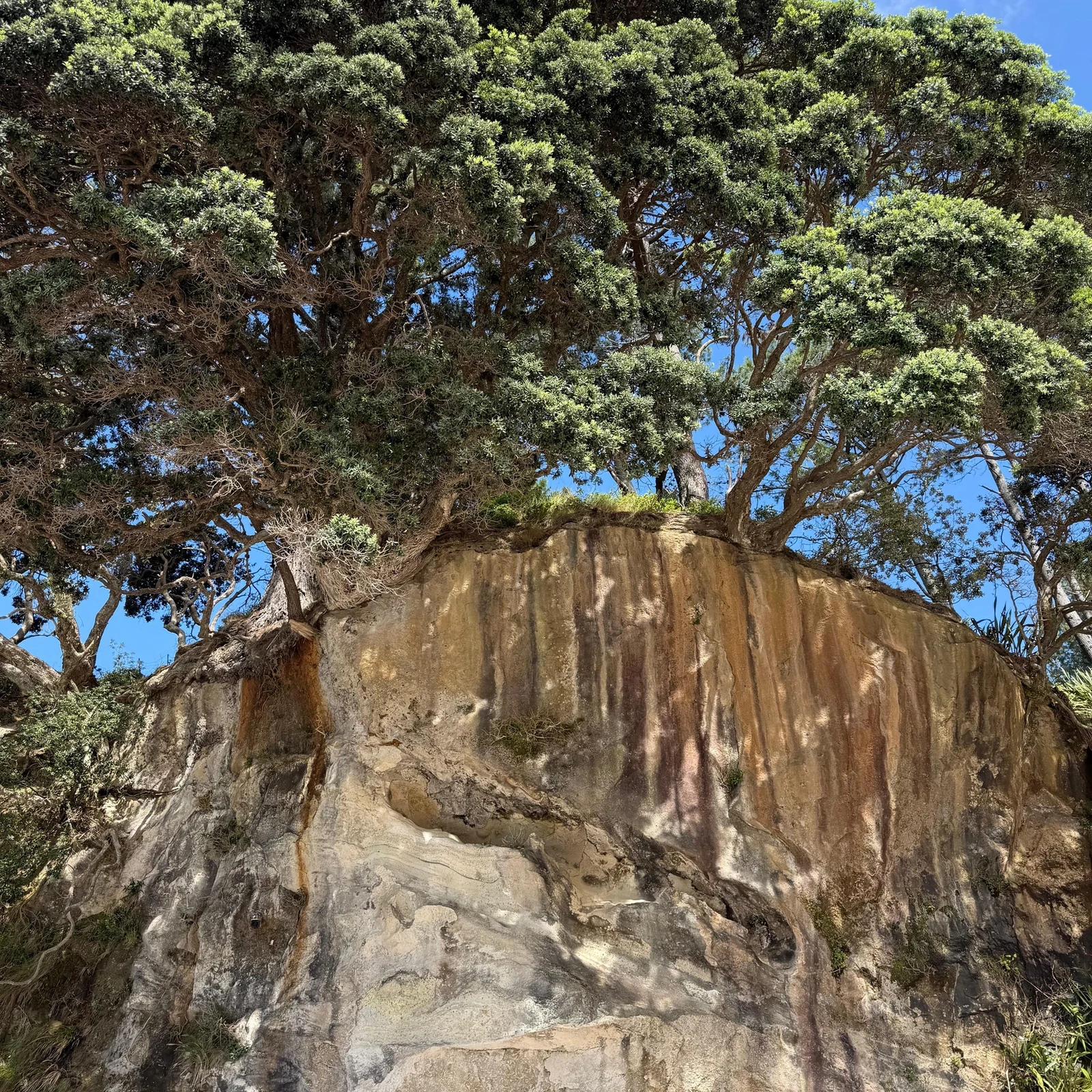 Cathedral Cove y Hot Water Beach desde Auckland: ¿merece la pena?