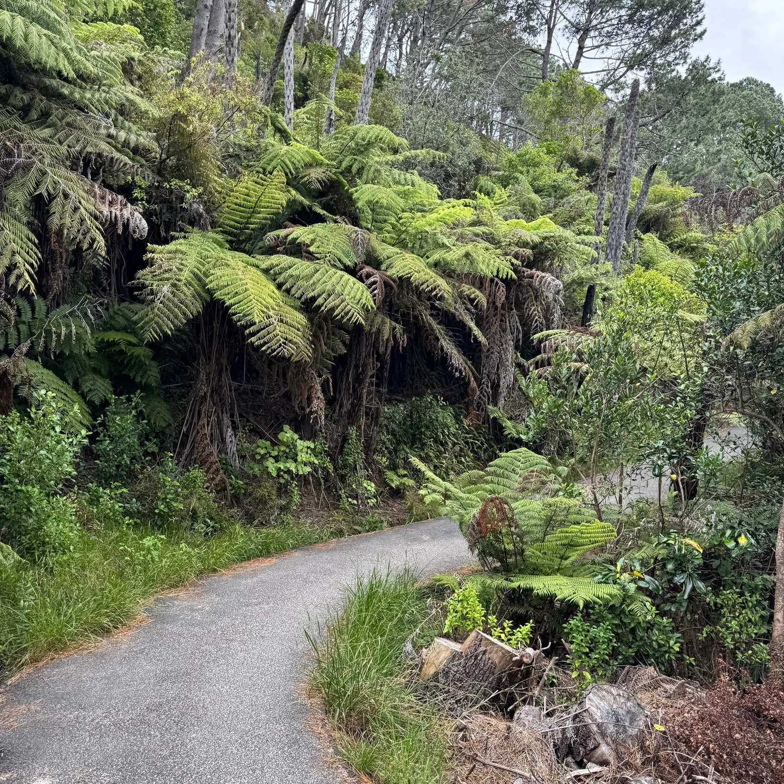 Cathedral Cove y Hot Water Beach desde Auckland: ¿merece la pena?