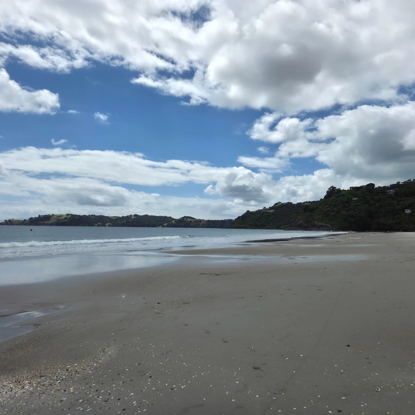 Auckland hop on hop off bus: explore at your own pace