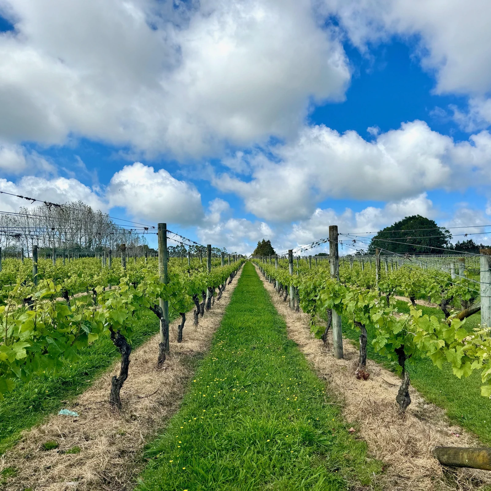 Vins de Kumeu, saveurs locales et Muriwai Beach depuis Auckland