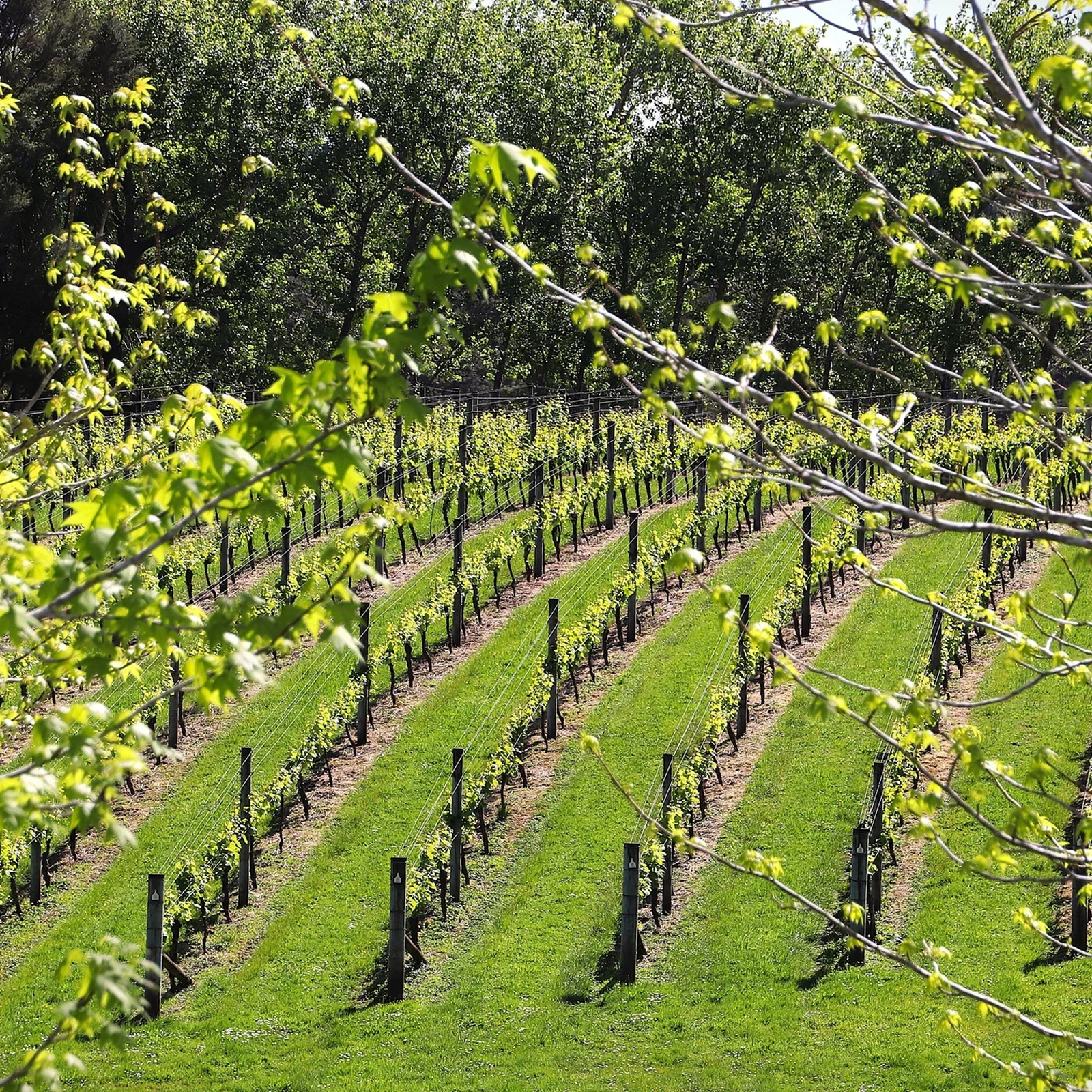 Vinos de Kumeu, sabores locales y Muriwai Beach desde Auckland