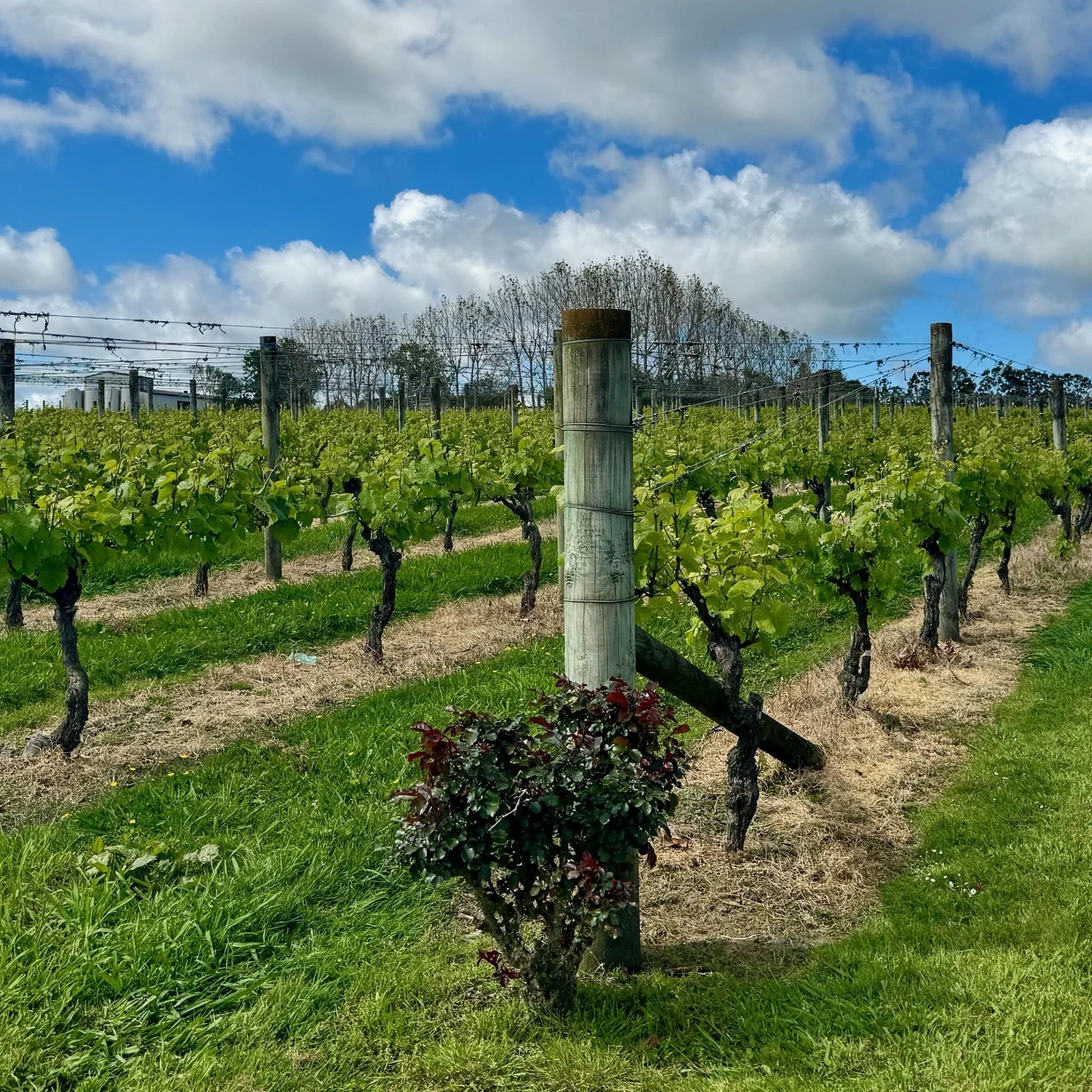 Vinos de Kumeu, sabores locales y Muriwai Beach desde Auckland