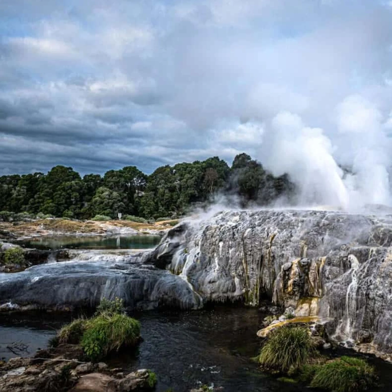 Rotorua-Tour ab Auckland mit Te Puia und Haka an einem Tag